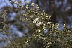 Leptospermum brevipes