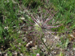 Pulsatilla albana