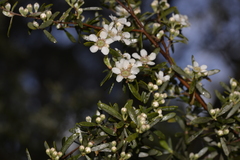 Leptospermum brevipes