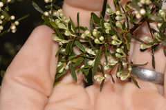 Leptospermum brevipes
