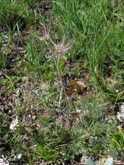 Pulsatilla albana