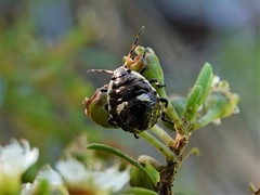 Cermatulus nasalis nasalis