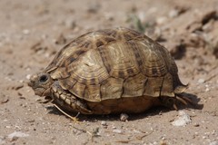 Psammobates oculifer