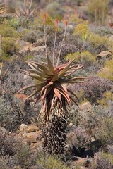Aloe comosa