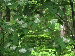 Philadelphus tenuifolius