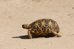 Psammobates oculifer