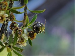 Cermatulus nasalis nasalis