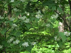 Philadelphus tenuifolius