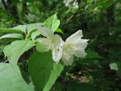Philadelphus tenuifolius