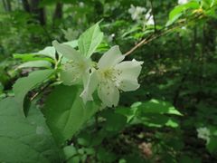 Philadelphus tenuifolius