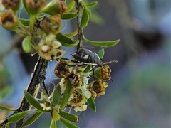 Cermatulus nasalis nasalis