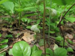 Pyrola dahurica