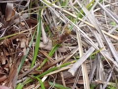 Carex wakatipu