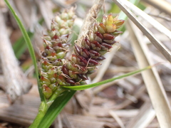 Carex wakatipu