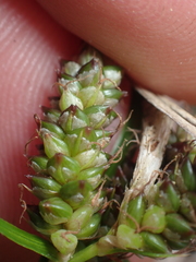 Carex wakatipu