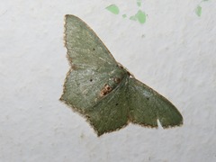 Chloropteryx nordicaria