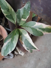 Graptophyllum