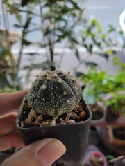 Evechinus