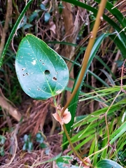 Smilax ocreata