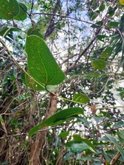 Smilax ocreata