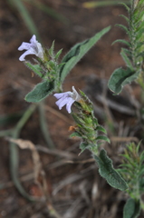 Lepidagathis scabra