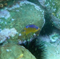 Parma oligolepis