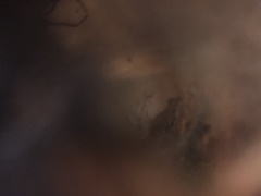 Pseudacris hypochondriaca