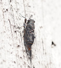 Atrapsalta furcilla