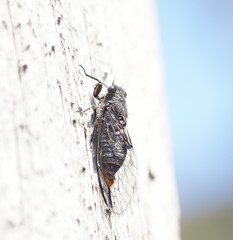 Atrapsalta furcilla