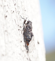 Atrapsalta furcilla