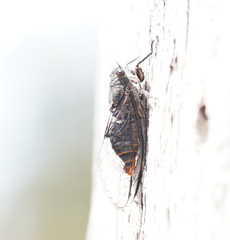 Atrapsalta furcilla