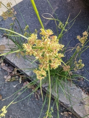 Cyperus