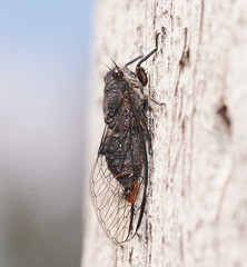 Atrapsalta furcilla