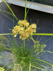 Cyperus