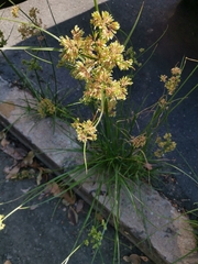 Cyperus