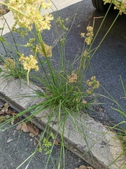Cyperus