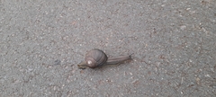 Natalina cafra