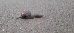 Natalina cafra