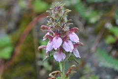 Pedicularis densispica