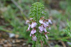 Pedicularis densispica