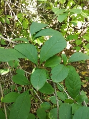 Syringa wolfii