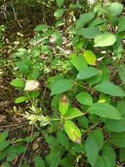 Syringa wolfii
