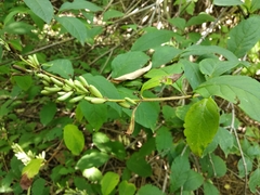 Syringa wolfii