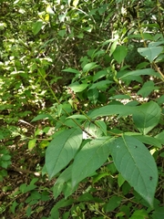 Syringa wolfii