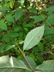 Syringa wolfii