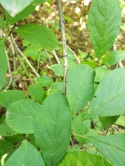 Syringa wolfii