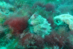 Astraea heliotropium