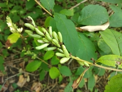 Syringa wolfii