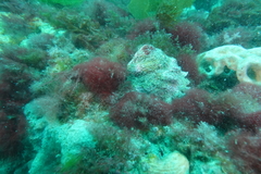 Astraea heliotropium
