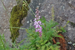 Pedicularis davidii